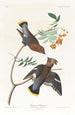 Jaseur bohémien - John James Audubon — vy av konstverket