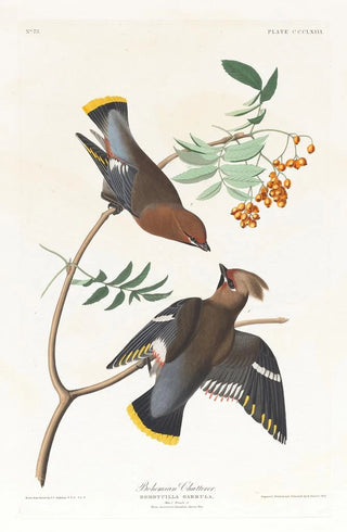 John James Audubon - Bohemian chatterer.webp