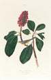 Gobemouche de Bonaparte - John James Audubon — vy av konstverket