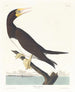 Booby gant - John James Audubon — vy av konstverket