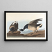Bernache cravant - John James Audubon — inramlat konstverk på väggen