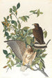 Buse à larges ailes - John James Audubon — vy av konstverket