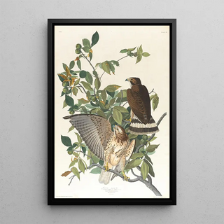John James Audubon - Broadwinged hawk.webp