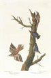 brun grimpereau och kalifornisk sittelle - John James Audubon — vy av konstverket