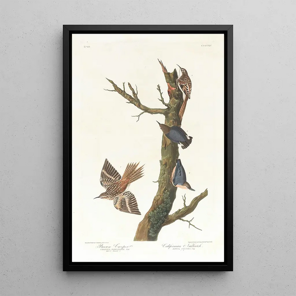 John James Audubon - Brown creeper Californian nuthatch.webp