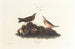 Alouette brune - John James Audubon — vy av konstverket