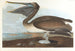 Pelikan brun - John James Audubon — vy av konstverket