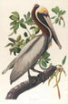 Pélican brun Pelecanus fuscus - John James Audubon — vy av konstverket