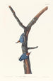 Sittelle à tête brune - John James Audubon — vy av konstverket