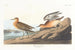 Bécasseau roussâtre - John James Audubon — vy av konstverket