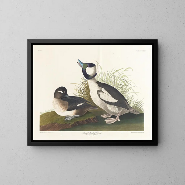 Kanadagås med bufféhuvud - John James Audubon — inramlat konstverk på väggen