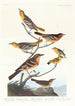 Oriole de Bullock, Oriole de Baltimore, Chardonneret mexicain, Grive variée, Grive des ruisseaux - John James Audubon — vy av konstverket