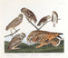 Hibou des terriers - John James Audubon — vy av konstverket