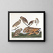 Hibou des terriers - John James Audubon — inramlat konstverk på väggen