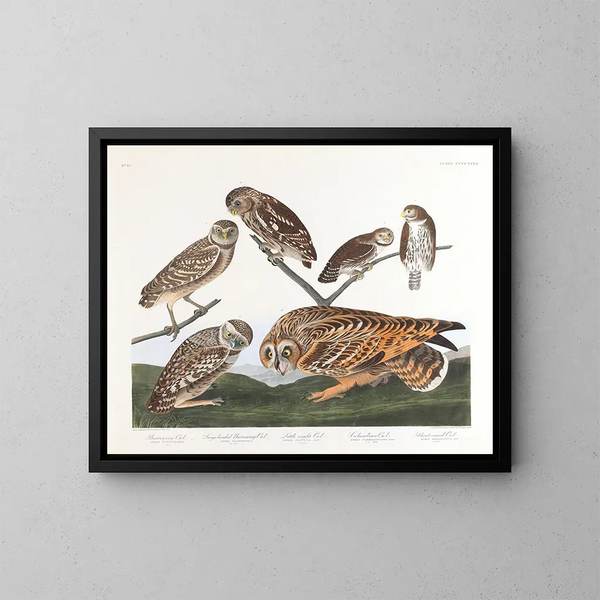 Hibou des terriers - John James Audubon — inramlat konstverk på väggen