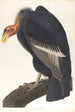 Vautour de Californie - John James Audubon — vy av konstverket