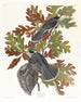 Canadian Chickadee - John James Audubon — vy av konstverket