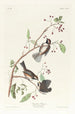 Mésange du Canada - John James Audubon — vy av konstverket