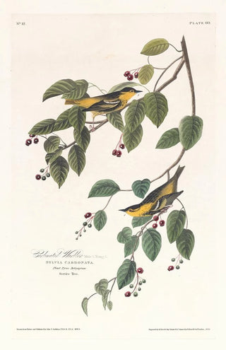 John James Audubon - Carbonated warbler.webp
