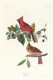 Cardinal gros-bec - John James Audubon — vy av konstverket