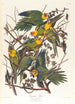 Caroline's papegoja - John James Audubon — vy av konstverket