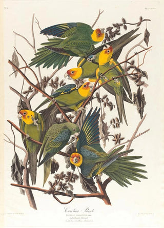 John James Audubon - Carolina parrot.webp