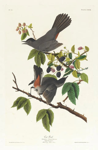 John James Audubon - Cat bird.webp