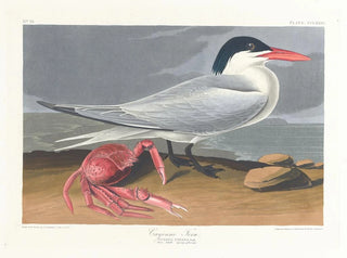 Cayenne terne - John James Audubon — vy av konstverket