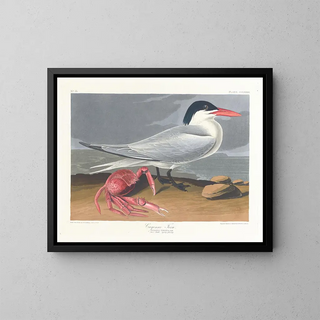 Cayenne terne - John James Audubon — inramlat konstverk på väggen
