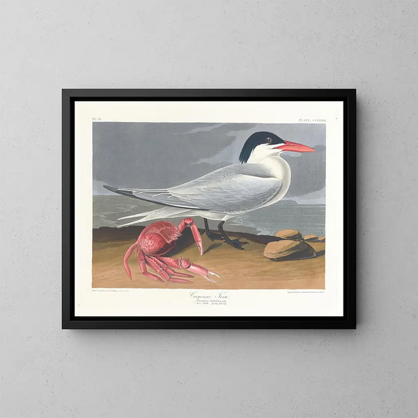 Cayenne terne - John James Audubon — inramlat konstverk på väggen