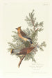 Jaseur des cèdres - John James Audubon — vy av konstverket
