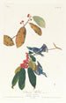 Paruline azurée - John James Audubon — vy av konstverket