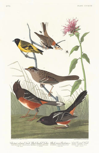 John James Audubon - Chestnutcoloured finch Blackheaded siskin Black crown bunting Lath Arctic groundfinch.webp