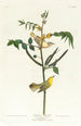 Barns Paruline - John James Audubon — vy av konstverket