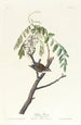 Bruant familier - John James Audubon — vy av konstverket