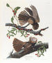La veuve de Chuck Wills - John James Audubon — vy av konstverket