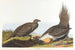 Coq des plaines - John James Audubon — vy av konstverket
