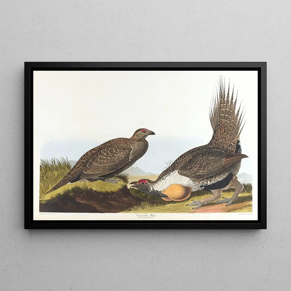 John James Audubon - Cock of the plains.webp
