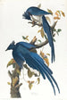 Kolibrifågel från Colombia - John James Audubon — vy av konstverket