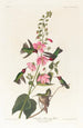 Colibri från Colombia - John James Audubon — vy av konstverket