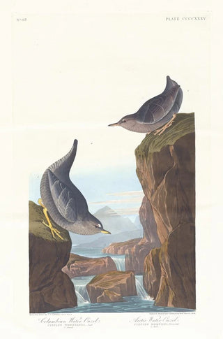 John James Audubon - Columbian water ouzel.webp