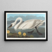 Cygne d'Amérique - John James Audubon — inramlat konstverk på väggen