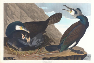 John James Audubon - Common cormorant.webp