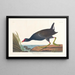 Gallinule poule-d'eau mâle adulte - John James Audubon — inramlat konstverk på väggen