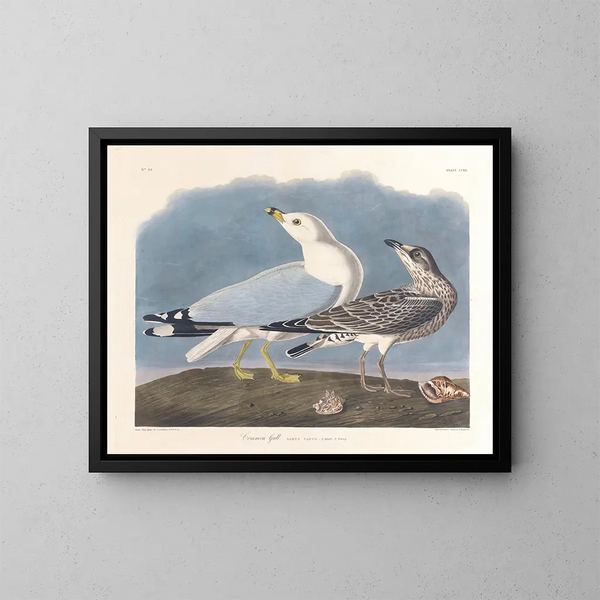 grå mås - John James Audubon — inramlat konstverk på väggen