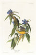 Paruline du Connecticut - John James Audubon — vy av konstverket