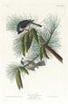 Nötskrika - John James Audubon — vy av konstverket