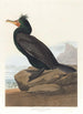 Cormoran à aigrettes - John James Audubon — vy av konstverket