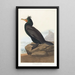 Cormoran à aigrettes - John James Audubon — inramlat konstverk på väggen