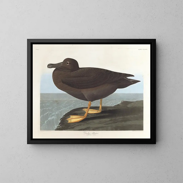 Albatross mörk - John James Audubon — inramlat konstverk på väggen